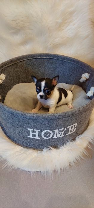 Mini chłopczyk Chihuahua