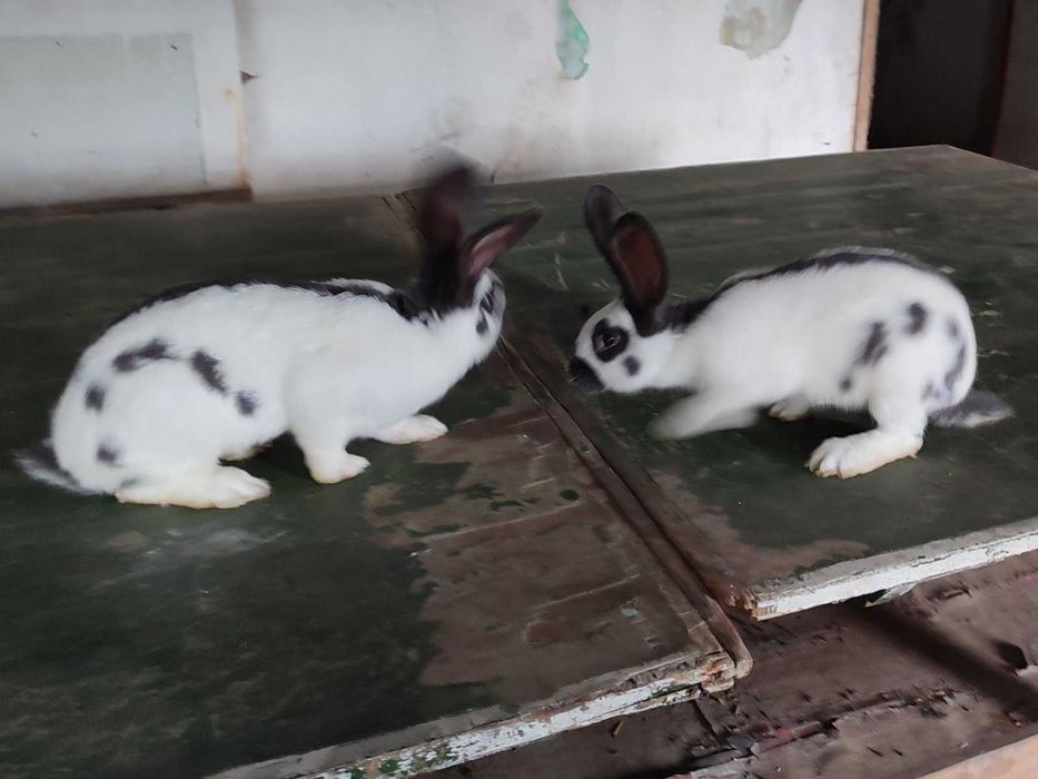 Строкачі кролики