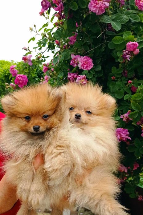 Померанський щпіц хлопчики