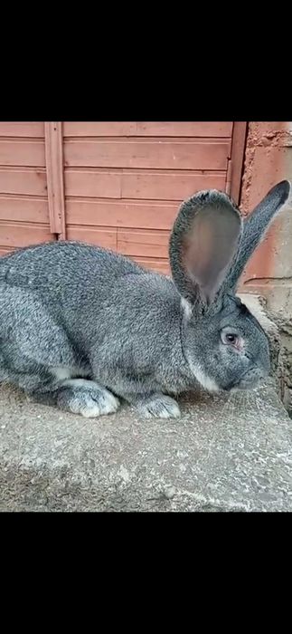 Самець, шиншила..