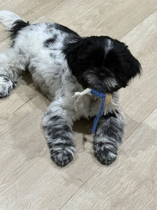 Gucio shih tzu szczeniak Grudziądz • OLX.pl