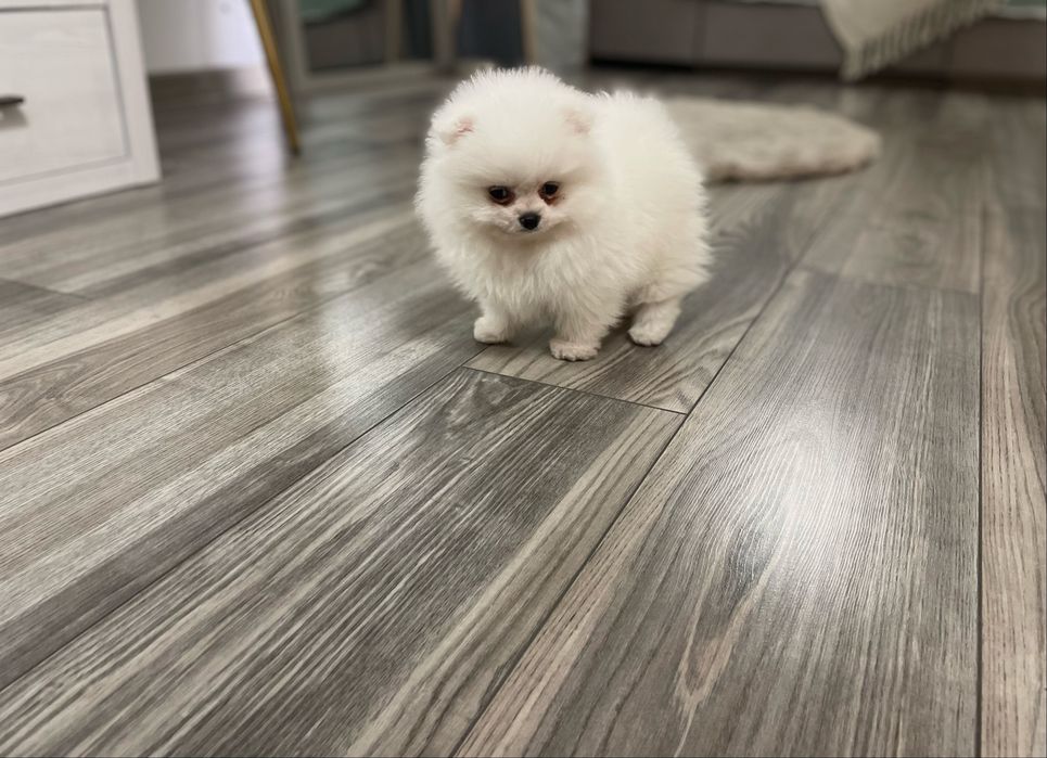 Pomeranian biały misio