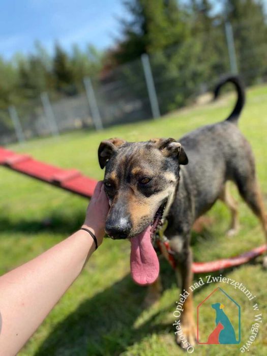 Delikatny, wrażliwy, łagodny, przytłacza go schronisko - adoptuj