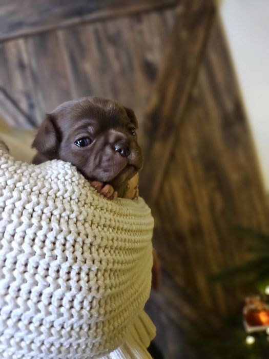 Chihuahua chłopiec czekoladowy