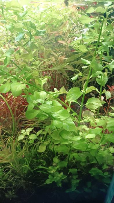 Ludwigia zielona wysyłka