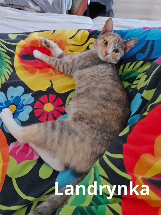 Przygarnij jednego lub dwa! Kocięta i młoda mama do adopcji