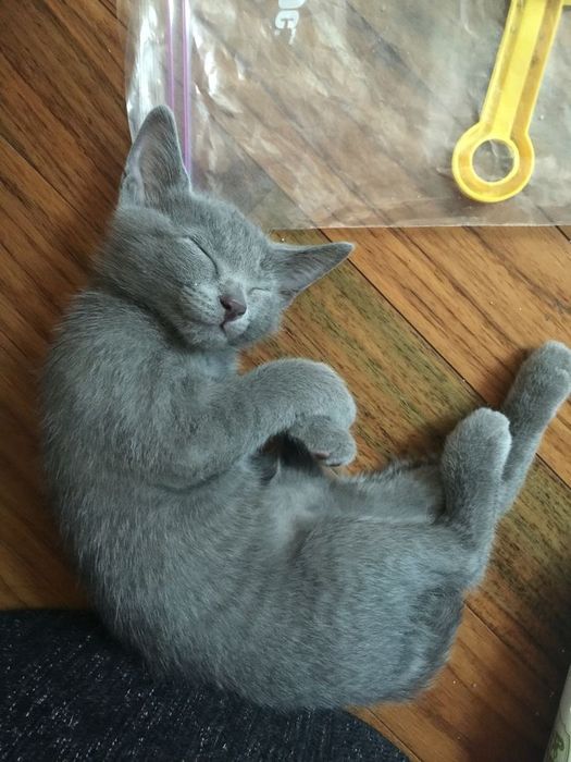 котик котёнок котёночек мальчик дымчатый серый гладкошерстный