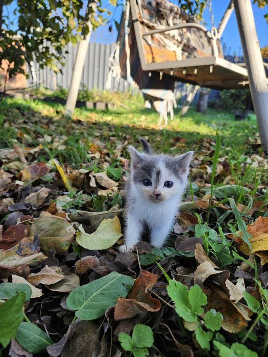 Котята в хорошие руки Харьков