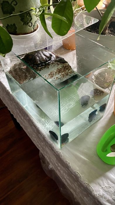 Продам акваріум для черепах