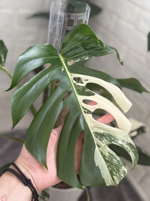 Продам монстеру Альбу свіжозрізом з хорошими повітряними коренями.