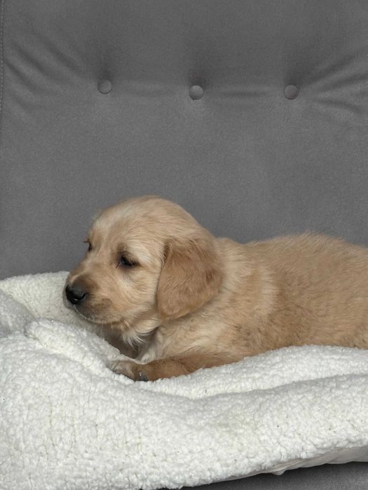 Pies Golden Retriever – złoty gotowy do odbioru