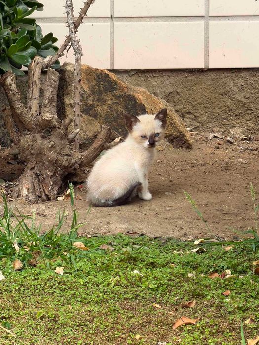 Gatinhos para adoção responsável