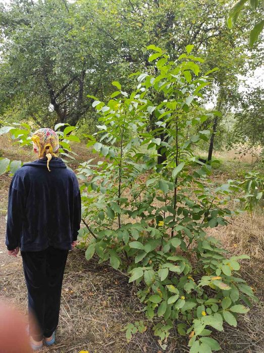 Продам саджанці плодових і декор.дерев