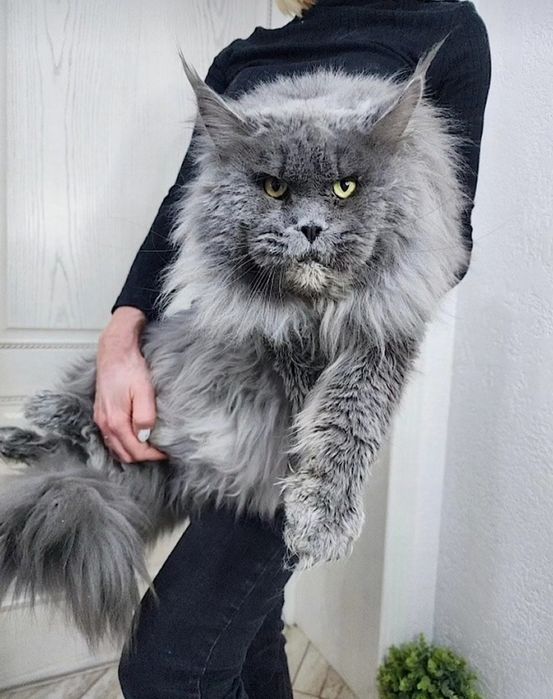 Домашня Пантера! Кошенята Мейнкун