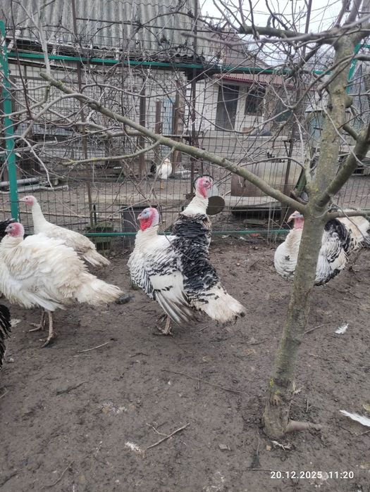 Інкубаційні яйця індиків 18 грн/шт