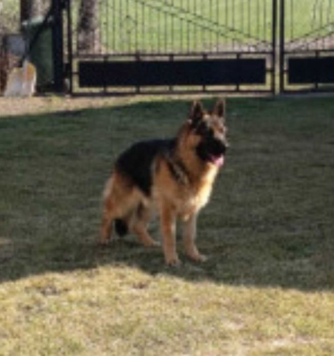 Pies owczarek niemiecki