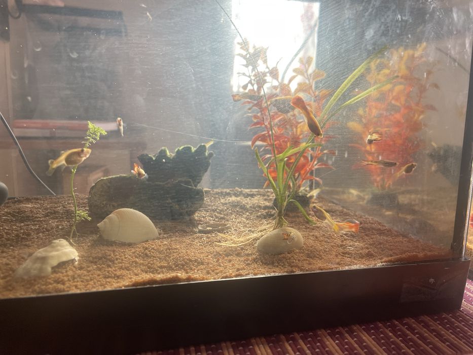 Guppy Peixe Saudáveis