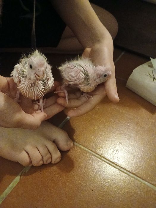 Caturra reverso para criar a mão!