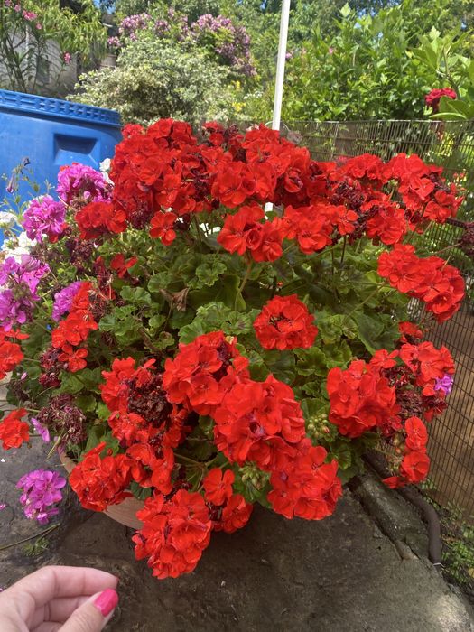 Герань, калачики (укорінюю під замовлення)