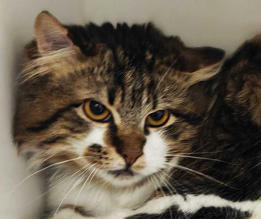 Чарівний і милий малюк, котик Максік, 10 міс, кіт, кот, шукає родину