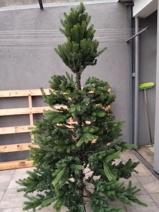 Pinheiro de natal