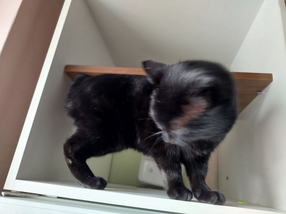 котик ,,валерик,,