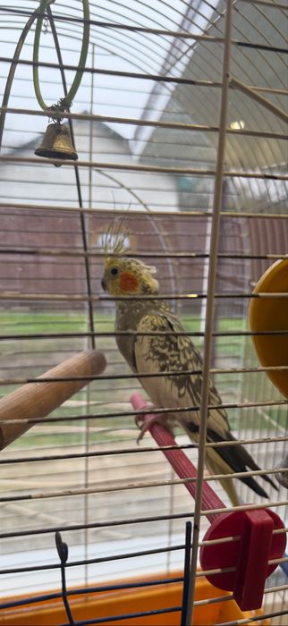 Клетка для попугаев