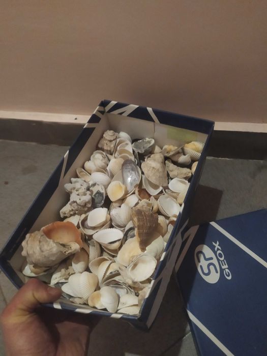 Ракушки более 3 кг цена за все для аквариума