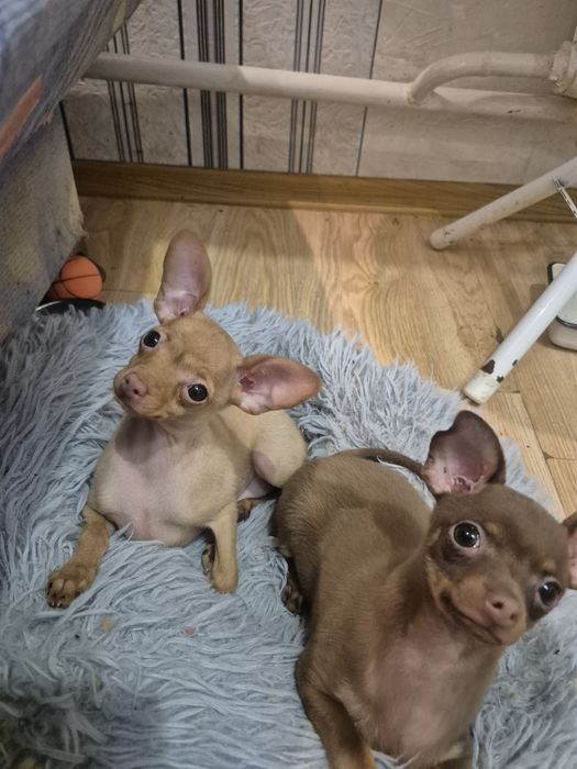 Дівчинка-красуня!