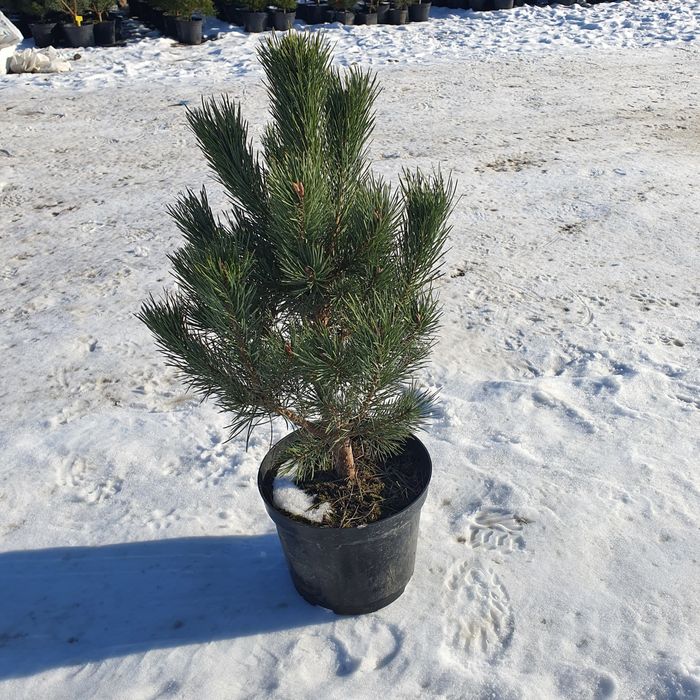 Сосна горная  и много других видов