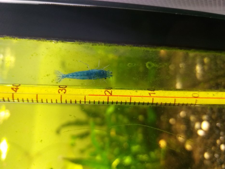 Promocja !!! Neocardina Blue velvet. Niebieskie.