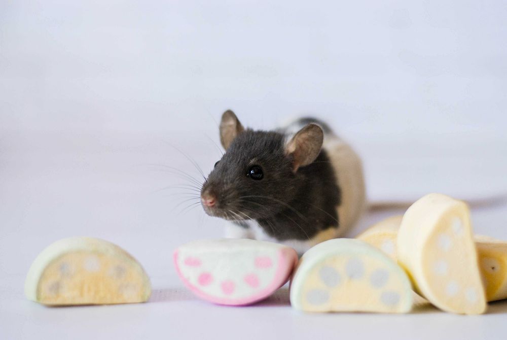 малыши крысы из питомника