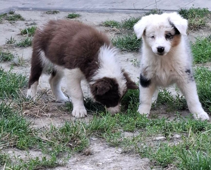 Bella suczka Border Collie
