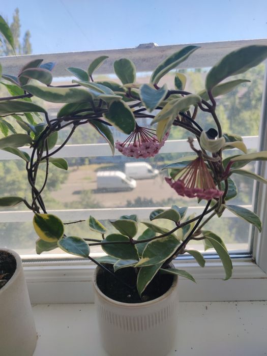 У продажу хойя Германі