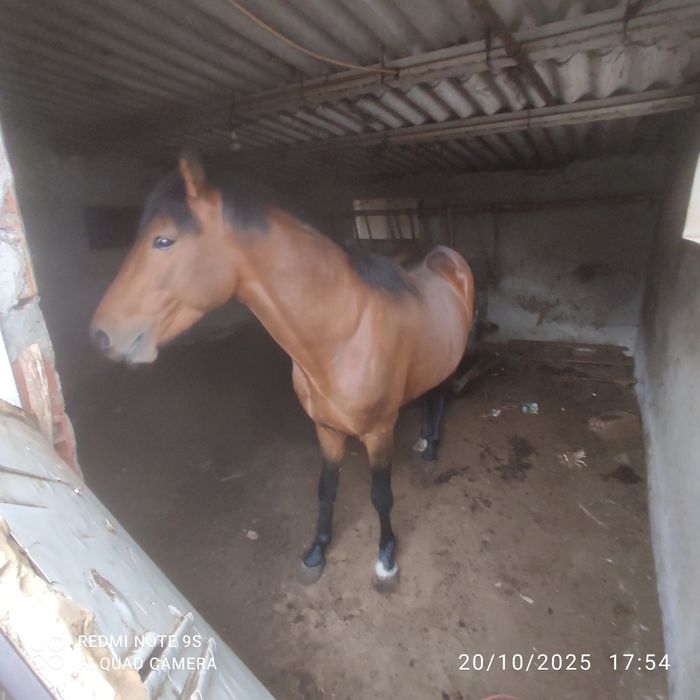 Cavalo luso inglês troco, vaca