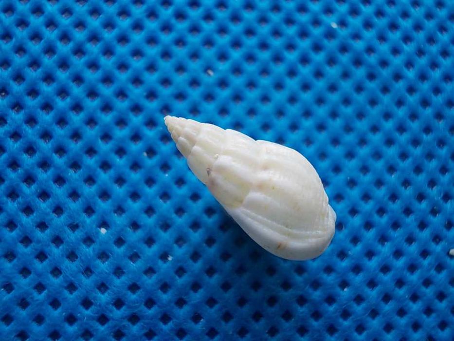 Muszle morskie- Nassarius unifasciata