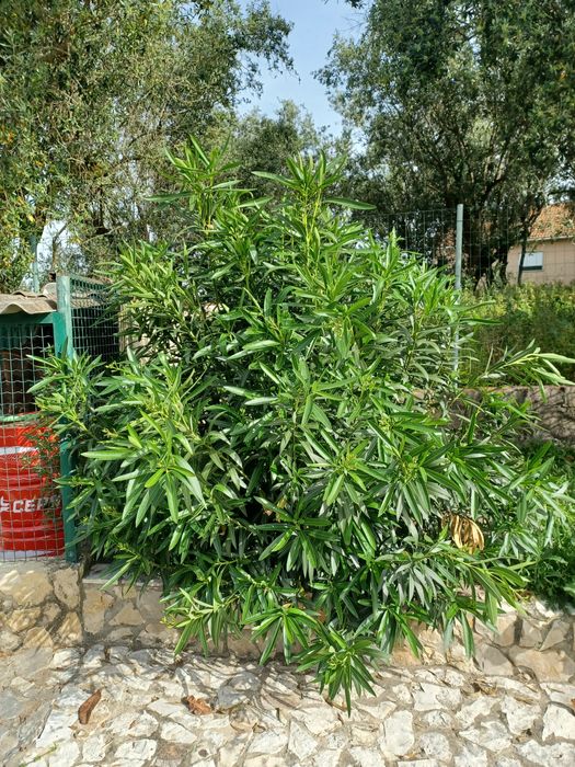 Dou 2 arvores de jardim a quem vier buscar e arrancar