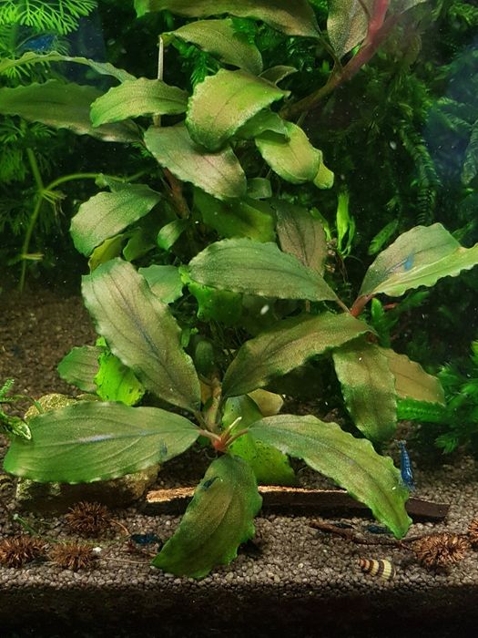 Roślinki Bucephalandra.
