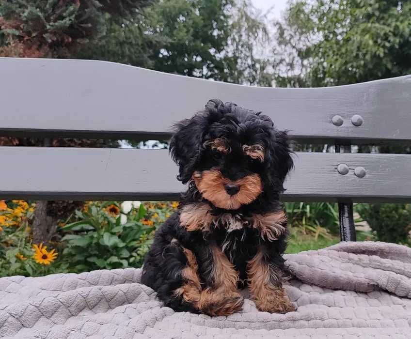 Maltipoo disponível