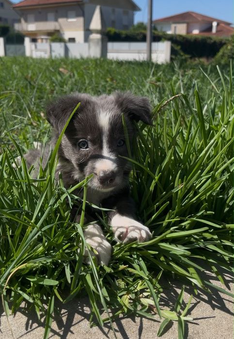 Cachorro border collie