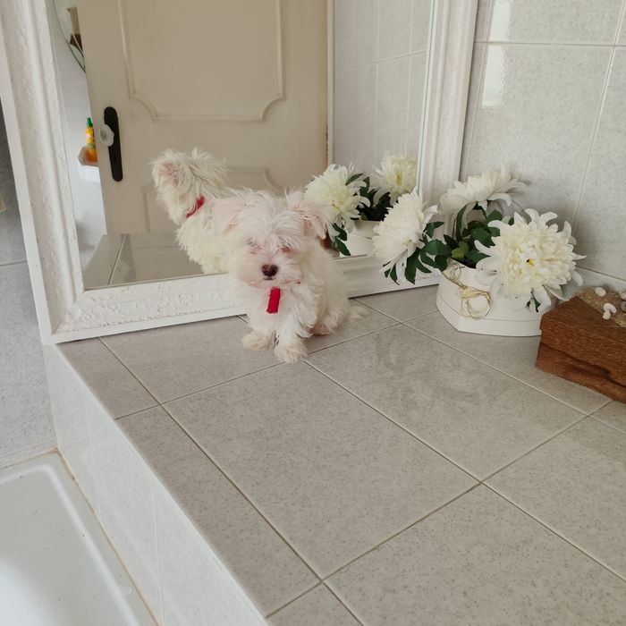 Bichon Maltês macho pronto para venda muito pequenino ULTIMO