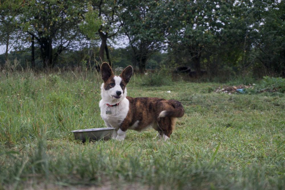 Welsh Corgi Cardigan ZKwP Wyjątkowa dziewczynka