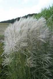 Miskant Chiński Memory Cena 30 zł