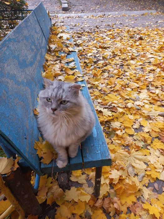 Жоржик шукає родину