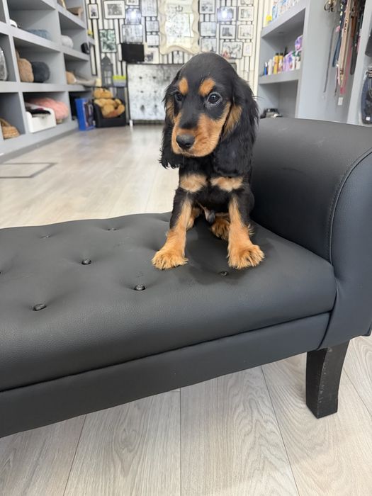 Cocker  menino  lindo