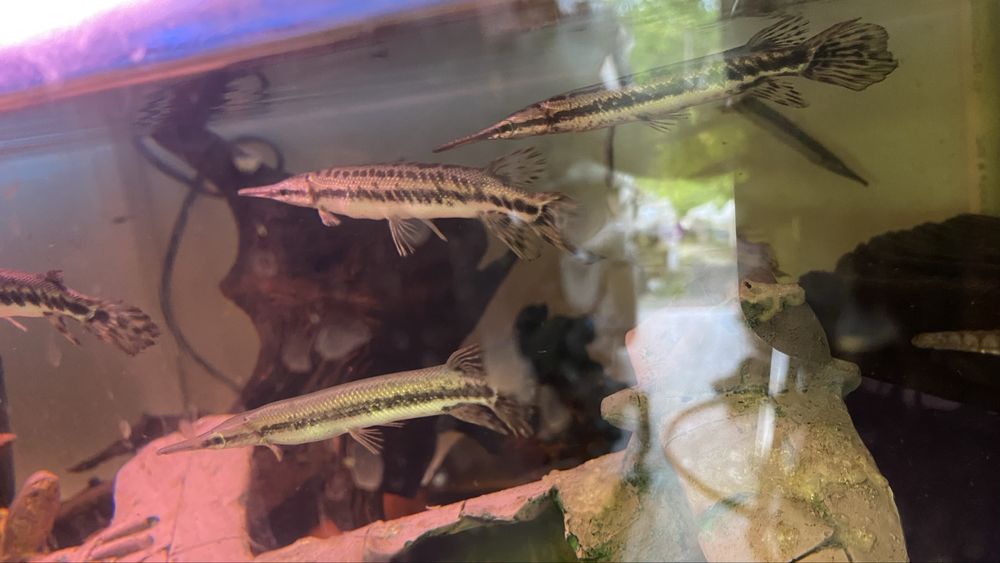 TABU niszczuka  plamista 15cm Warszawa