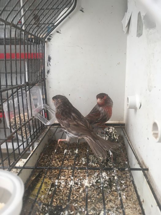 Canarios castanhos vermelhos mosaicos