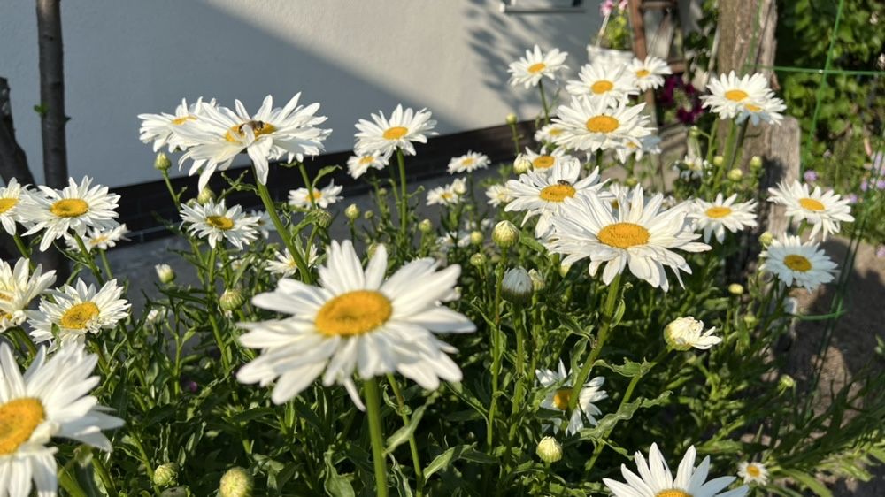 Ромашка сортова, велика.