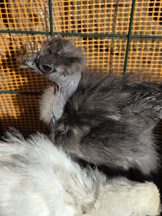 Kurczaczki silka usa