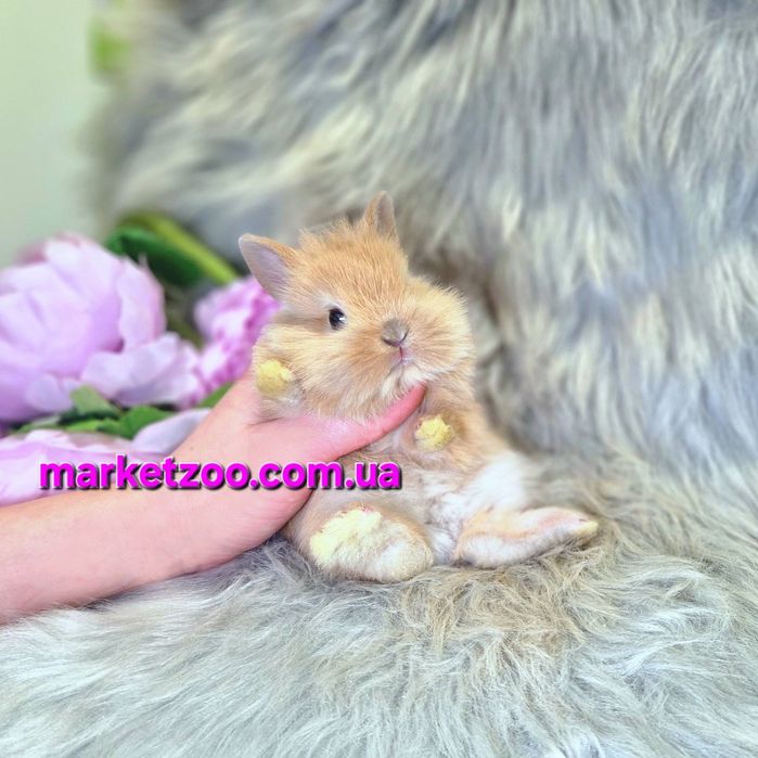 Карликовий кролик рудий карликовый Левоголовий Львиноголовый Lionhead